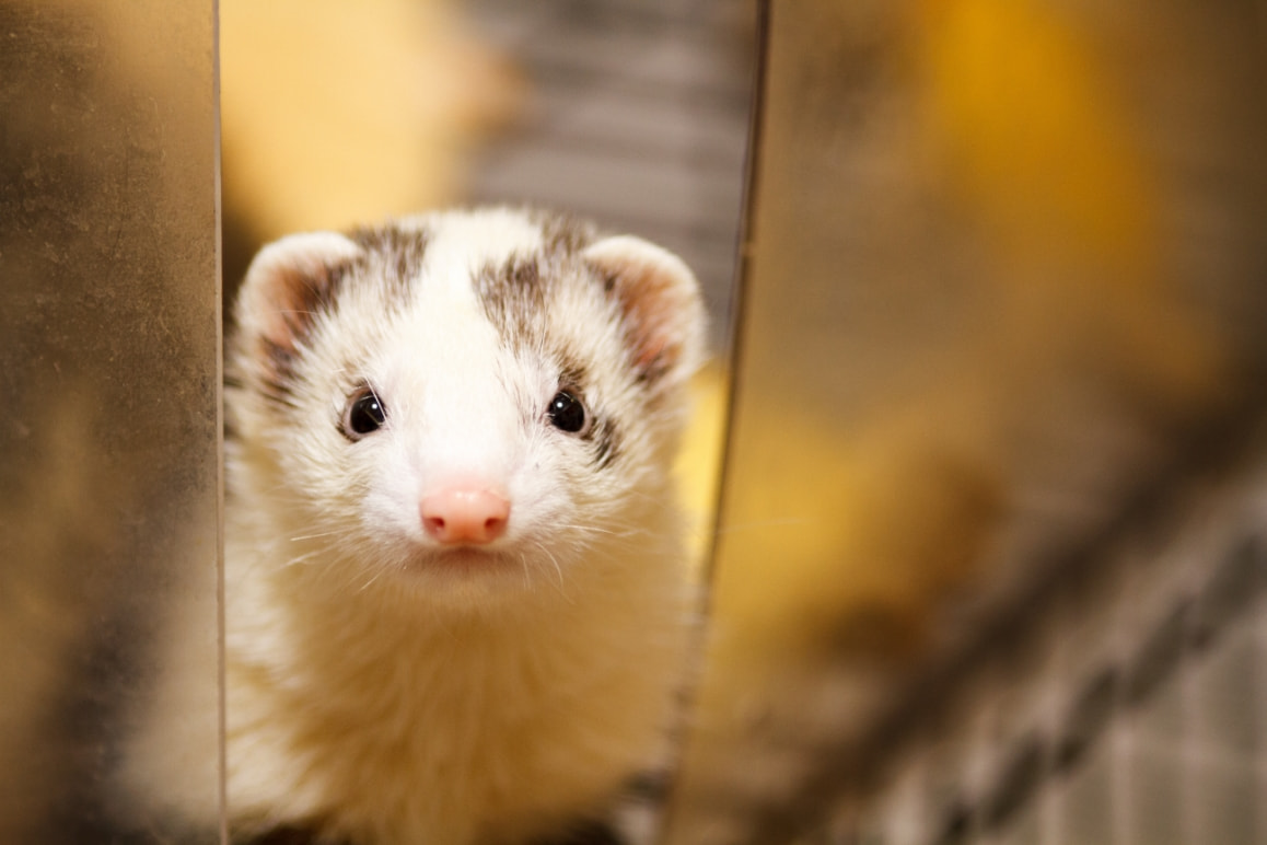 フェレットの診察