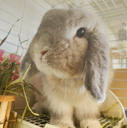 Rabbit