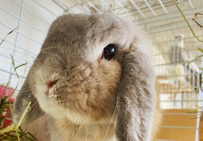 Rabbit