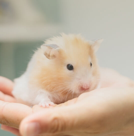 hamster
