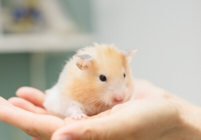 hamster