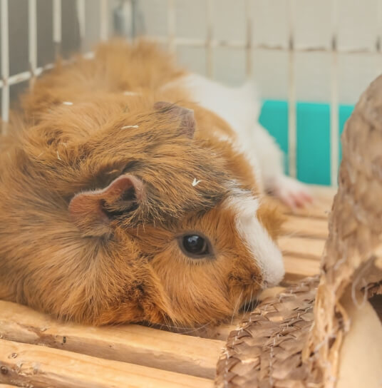 Guinea pig