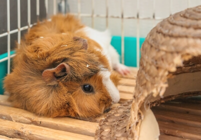Guinea pig