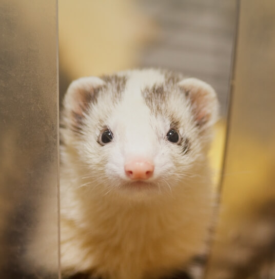ferret