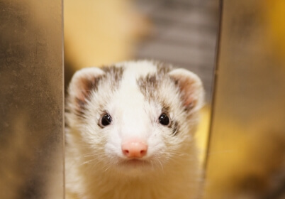 ferret