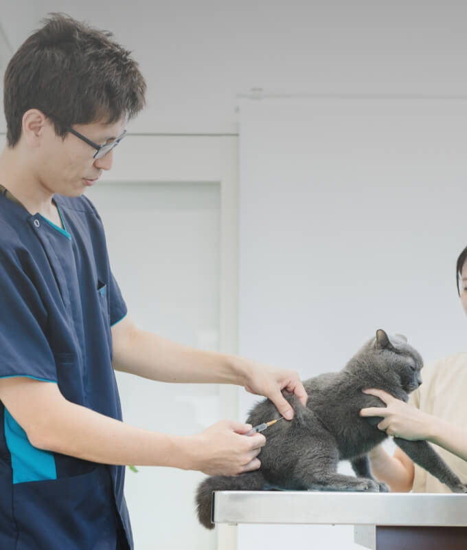 vaccination