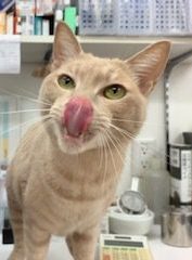 おしっこは増えると病気のことが多いんです！