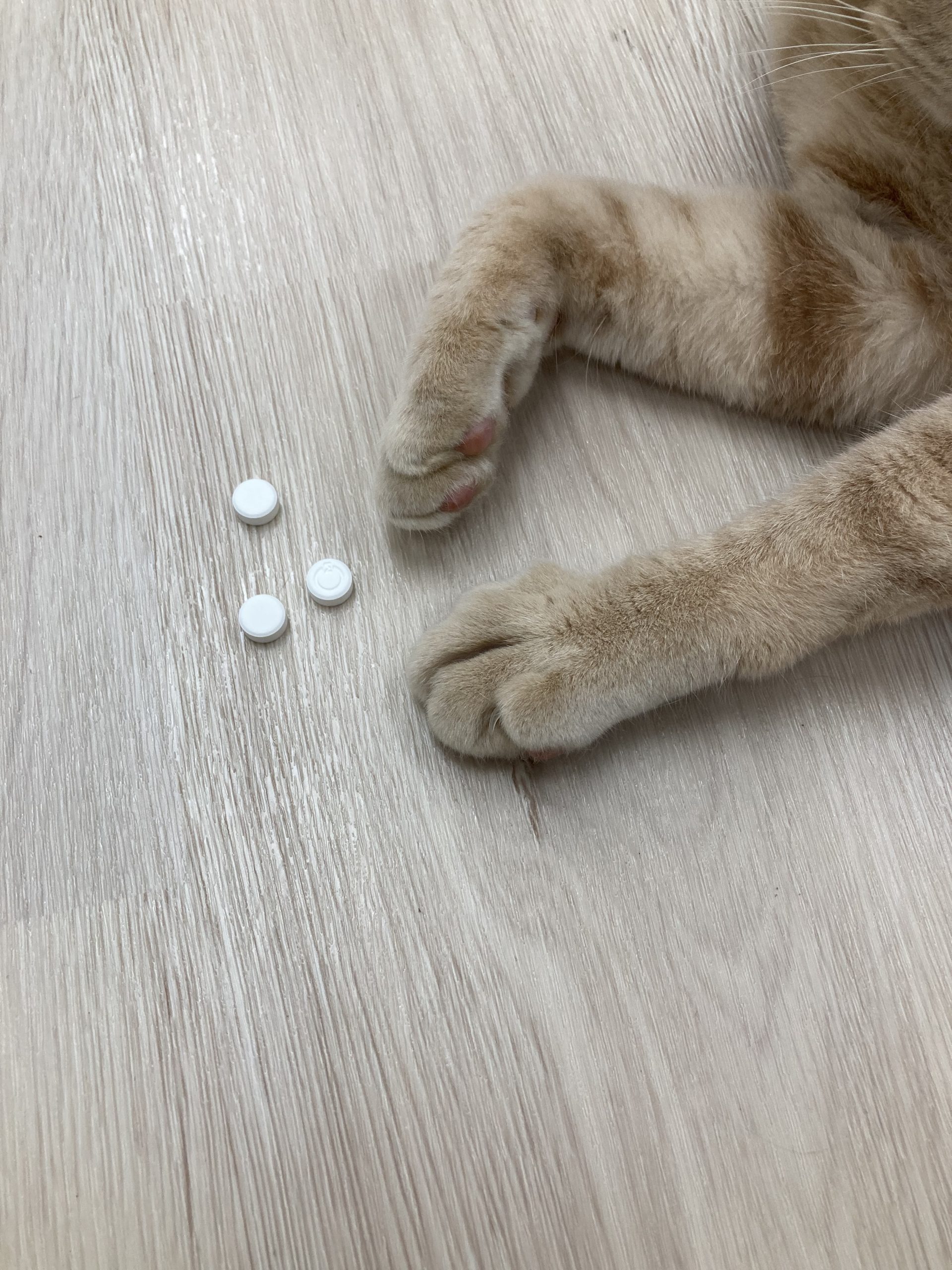 春に来院しなくてはならない理由３つ！！！