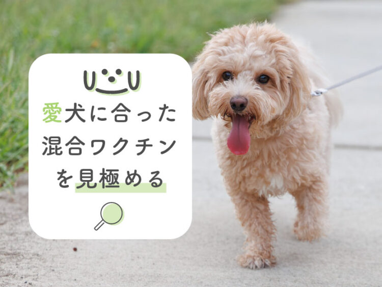 何種がいい？愛犬に合った混合ワクチンを見極める