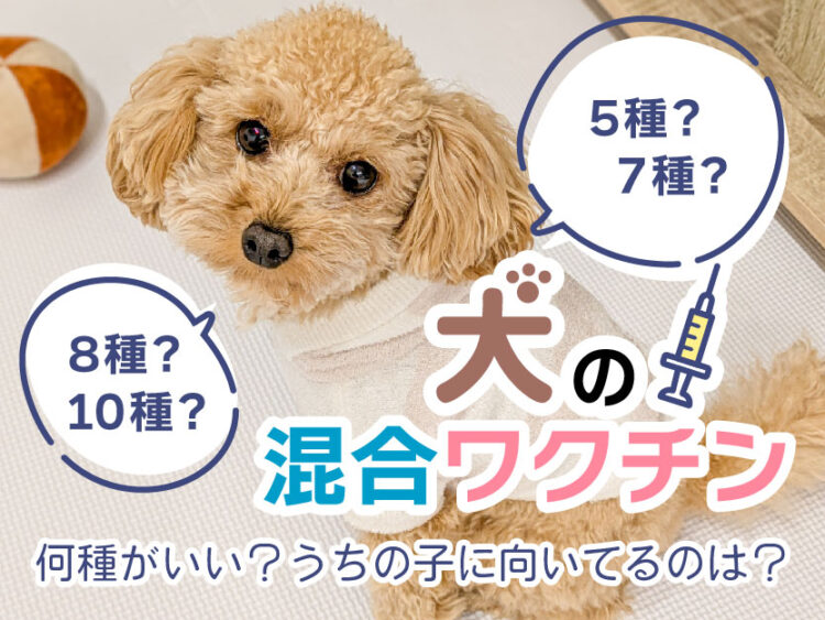 犬の混合ワクチンz何種がいい？うちの子に向いているのは？