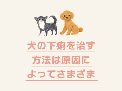 犬の下痢_治す方法は原因によって様々