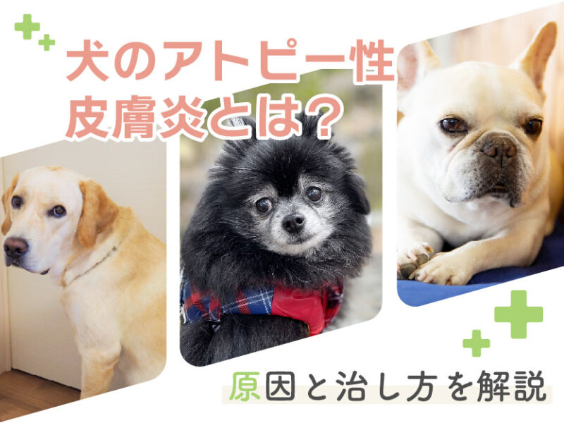 犬のアトピー性皮膚炎とは？原因と治し方を解説