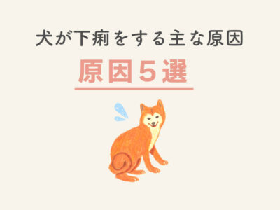 犬の下痢_主な原因５選