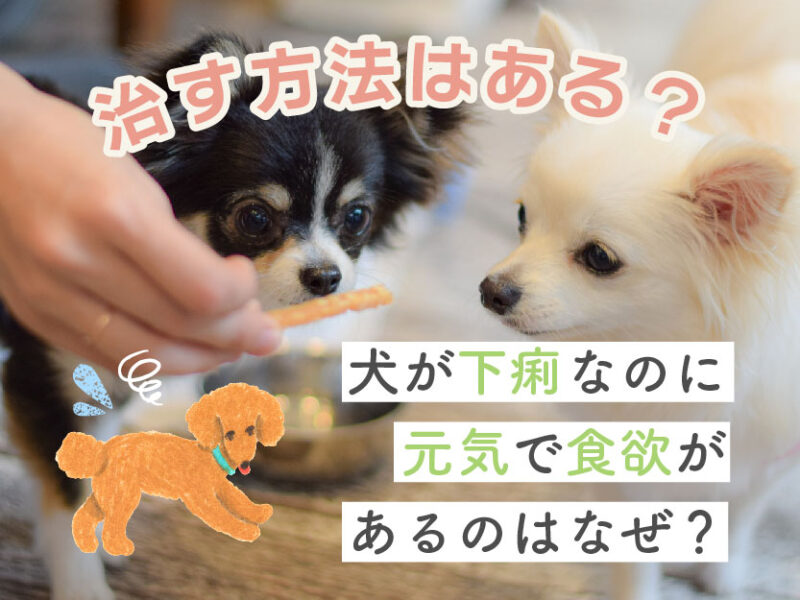 「犬が下痢なのに元気で食欲があるのはなぜ？治す方法はある？」