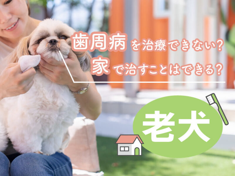 老犬は歯周病を治療できない？家で治すことはできる？