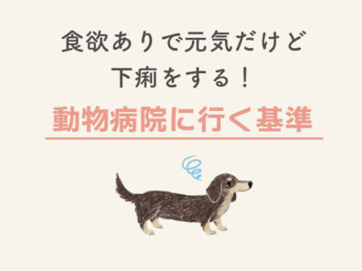 犬の下痢_動物病院に行く基準