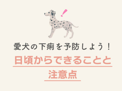 犬の下痢_日頃からできることと注意点