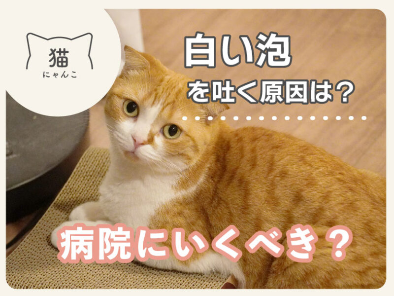 猫が白い泡を吐く原因は？病院に行くべき？