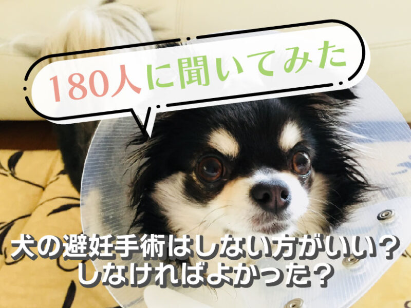 犬の避妊手術はしない方がいい？しなければよかった？180人に聞いてみた