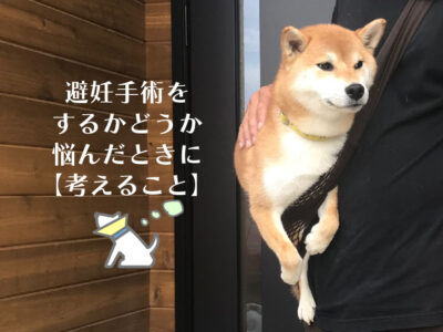 犬の避妊手術_悩んだときに考えること