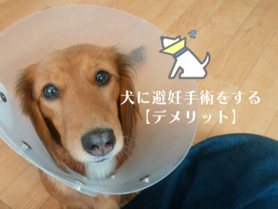 犬の避妊手術_デメリット
