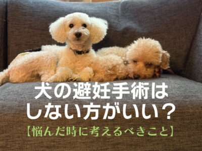 犬の避妊手術_しない方がいい？悩んだ時に考えるべきこと