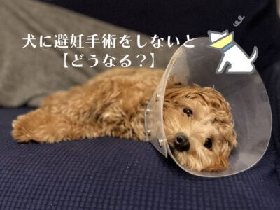 犬の避妊手術_避妊手術をしないとどうなる？