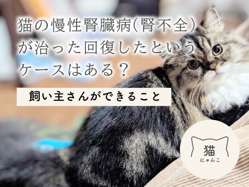 猫の慢性腎臓病（腎不全）が治った・回復したというケースはある？飼い主さんができること
