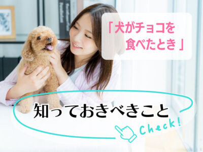 犬がチョコを食べた！_知っておくべきこと