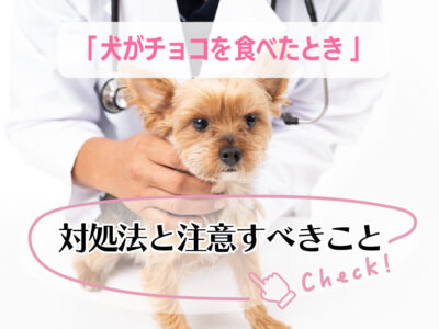犬がチョコを食べた！_対処法と注意すべきこと