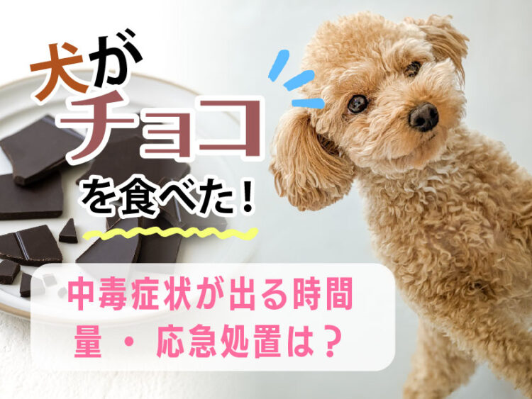 犬がチョコを食べた！中毒症状が出る時間・量・応急処置は？