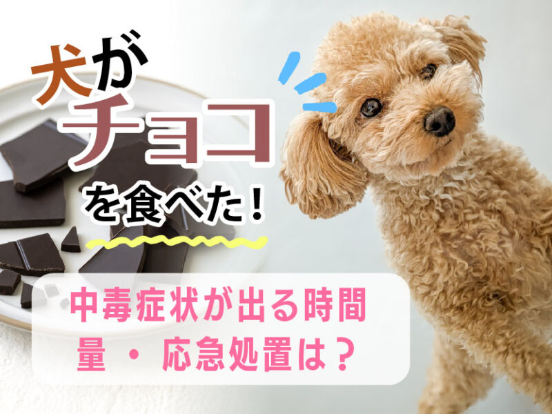 犬がチョコを食べた！中毒症状が出る時間・量・応急処置は？