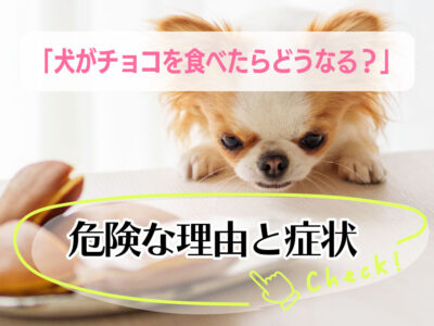犬がチョコを食べた！_危険な理由と症状