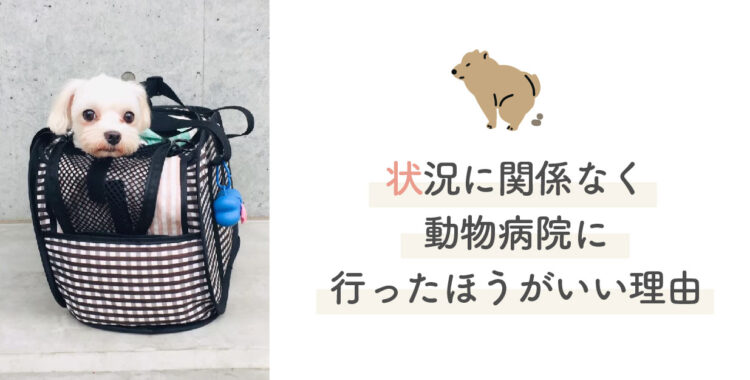 犬が誤飲_状況に関係なく動物病院へ