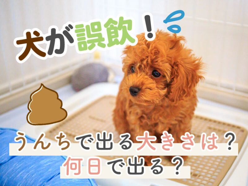 犬が誤飲！うんちで出る大きさは？何日で出る？