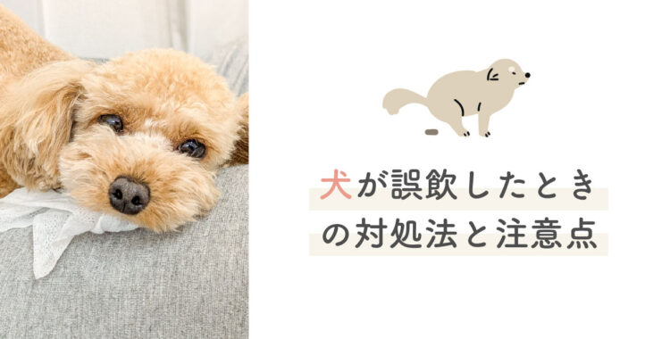 犬が誤飲_対処法と注意点