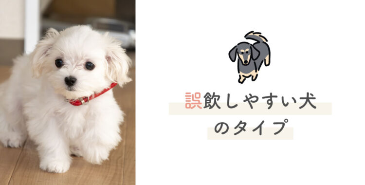犬が誤飲_誤飲しやすいタイプの犬