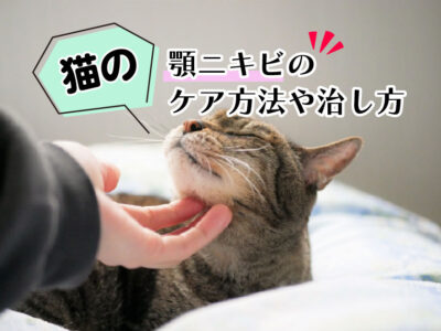 猫の顎ニキビ_ケア方法や治し方