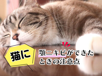 猫の顎ニキビ_できた時の注意点