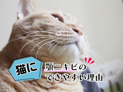 猫の顎ニキビ_できやすい理由