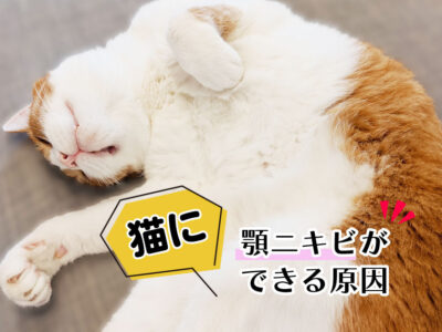猫の顎ニキビ_できる原因