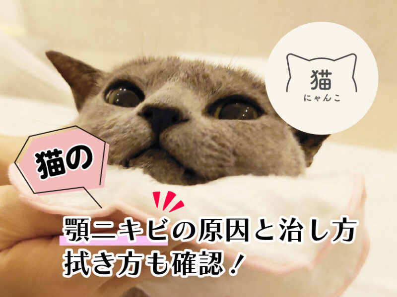 猫の顎ニキビの原因と治し方は拭き方も確認