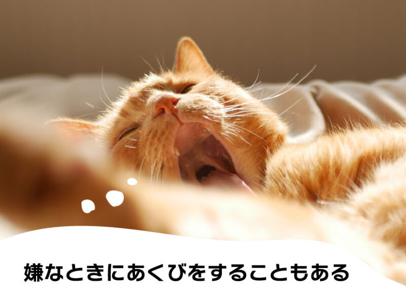 猫のあくび_嫌なときにあくびをすることもある