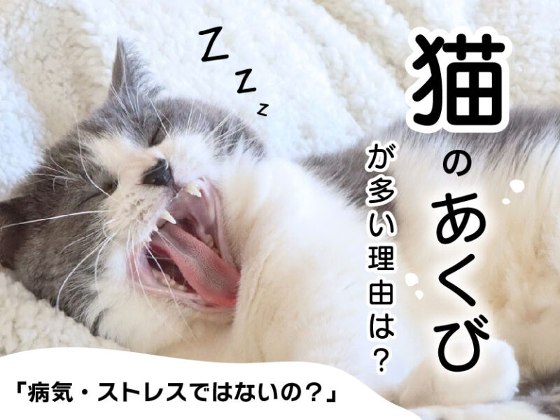 猫のあくびが多い理由は？病気・ストレスではないの？