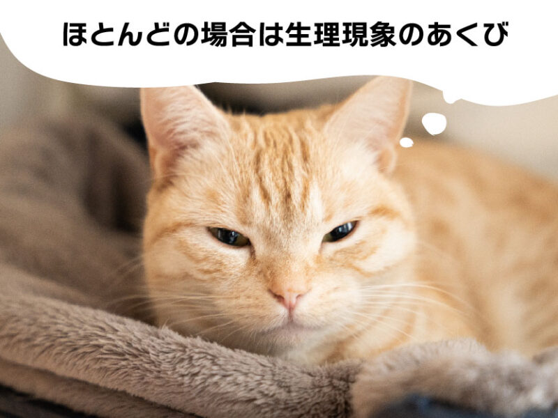 猫のあくび_ほとんどの場合は生理現象