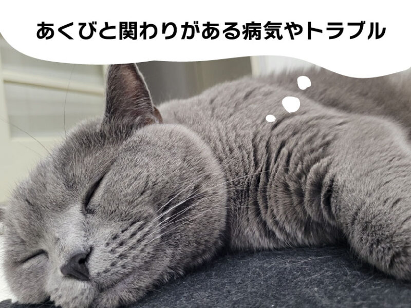 猫のあくび-関わりのある病気とトラブル