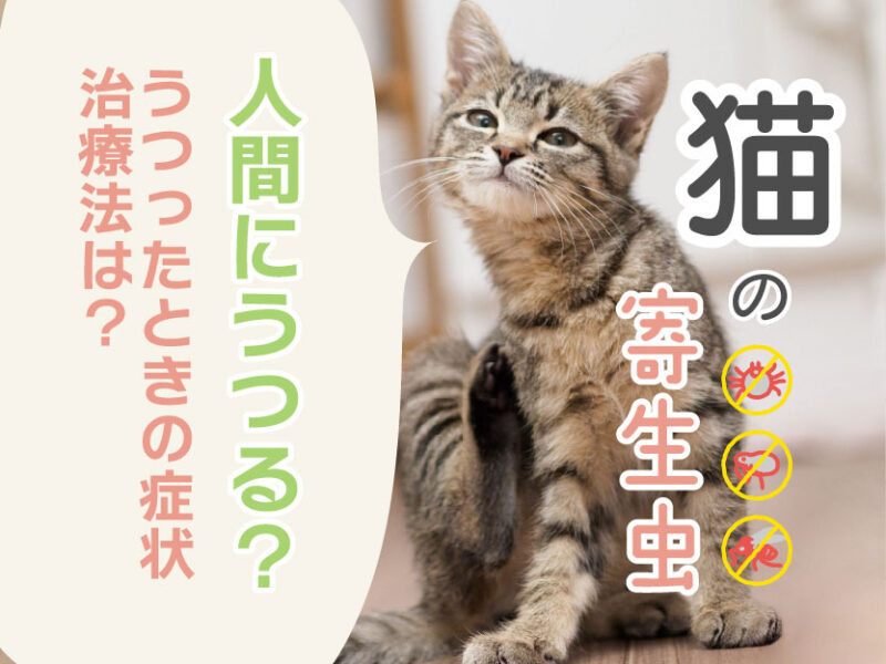 猫の寄生虫は人間にうつる？うつったときの症状・治療法は？