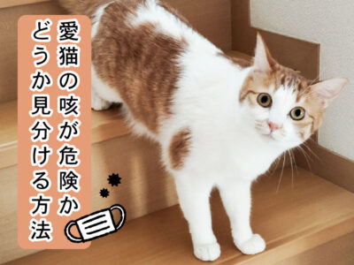 愛猫の咳が危険かどうか見分ける方法