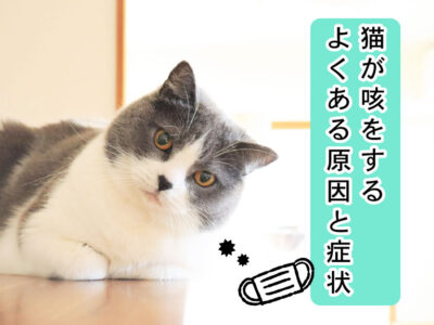 猫_病院での治療方法と咳の治し方