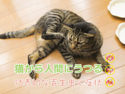猫から人間にうつる代表的な寄生虫と症状